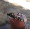 Amblyteles armatorius